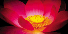 lotus